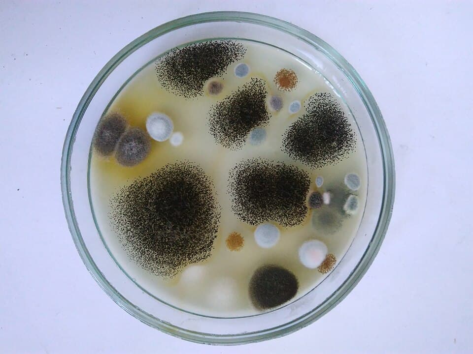 Agar-Agar Granulated